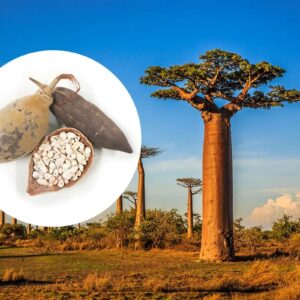 BAOBAB - 100% natural baobab pulp, rich in fiber and vitamin C, ready for processing.